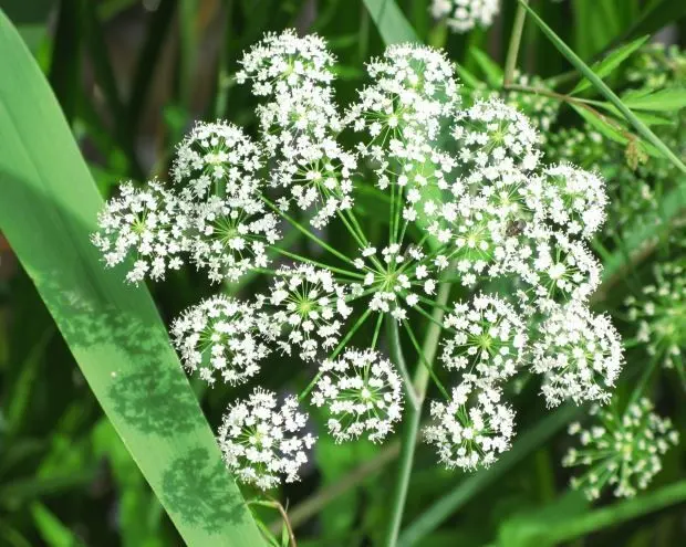 Angelica Sinensis (Dong Quai) (100g)